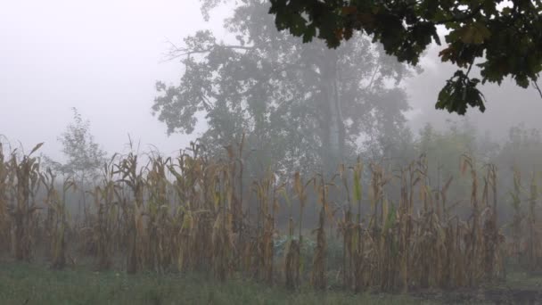 Imágenes Escénicas Hermoso Paisaje Niebla — Vídeo de stock