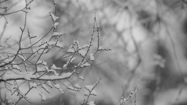 Närbild Bilder Snötäckta Träd Grenar Vintern — Stockvideo