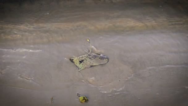 Спокойные Кадры Волнистой Водной Поверхности Реки — стоковое видео