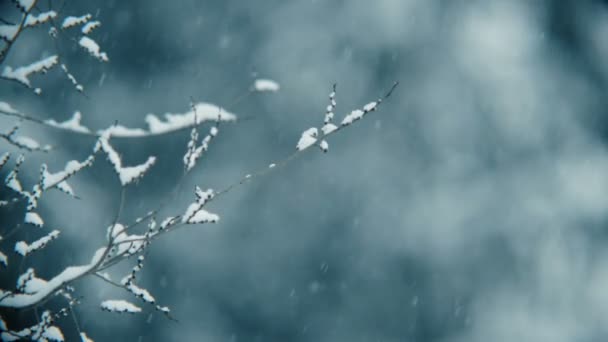 Nahaufnahmen Von Schneebedeckten Ästen Winter — Stockvideo