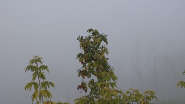 美丽的雾蒙蒙的风景画面 — 图库视频影像