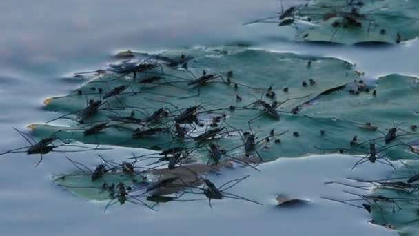 Close Upbeelden Van Groep Water Striders — Stockvideo