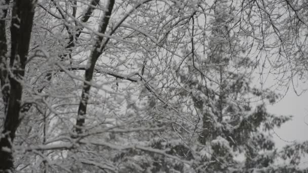 Close Footage Snow Covered Tree Branches Winter — Stock Video