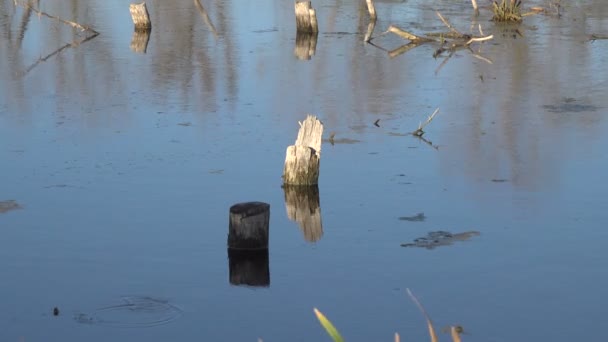 Спокойные Кадры Волнистой Водной Поверхности Реки — стоковое видео