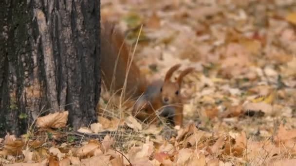 Riprese Ravvicinate Bellissimo Scoiattolo Nel Parco — Video Stock