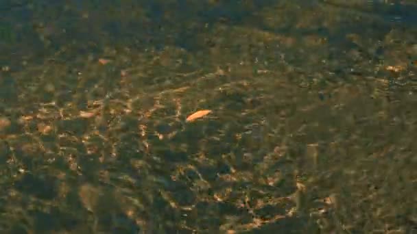 images tranquilles de surface ondulée de l'eau de la rivière 