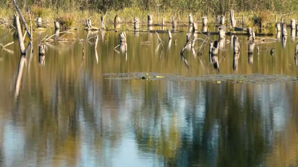 Images Tranquilles Surface Ondulée Eau Rivière — Video