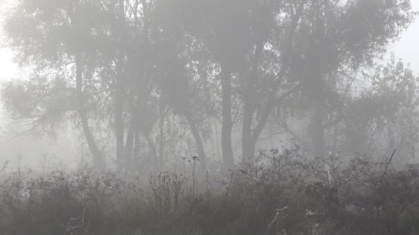 Séquences Scéniques Beau Paysage Brumeux — Video