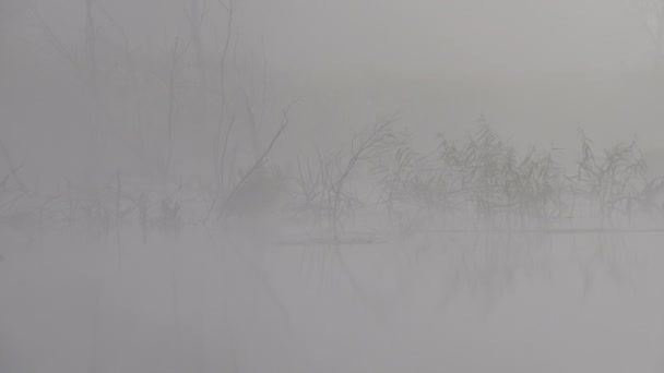 Riprese Panoramiche Una Bella Nebbia Sul Lago — Video Stock