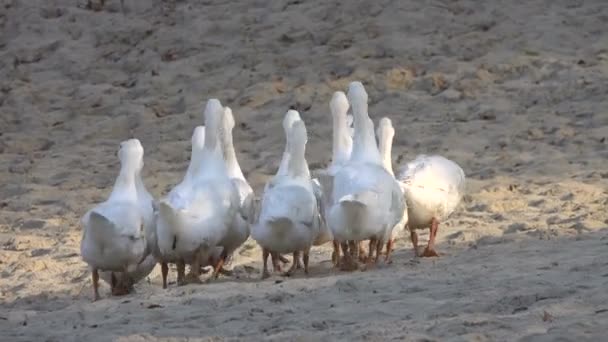 Close Beelden Van Kudde Eenden Wandelen Weide — Stockvideo