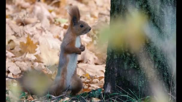 Riprese Ravvicinate Bellissimo Scoiattolo Nel Parco — Video Stock