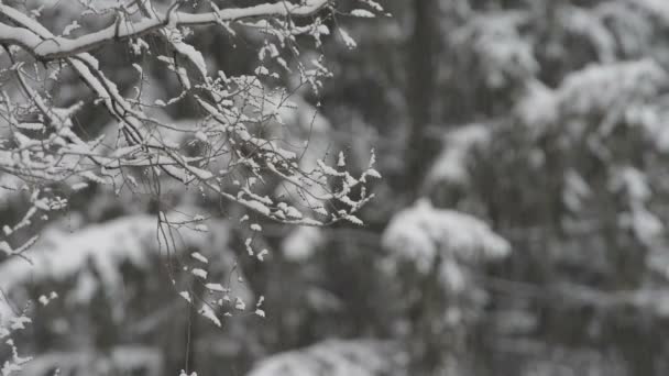 Primer Plano Las Ramas Los Árboles Cubiertos Nieve Invierno — Vídeo de stock