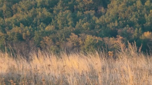 Мальовничі Кадри Спокійного Природного Ландшафту — стокове відео