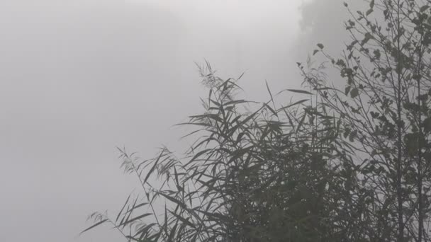 Images Panoramiques Beau Brouillard Sur Lac — Video