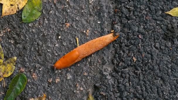 Close Footage Orange Slime Asphalt Fallen Leaves — Stock Video