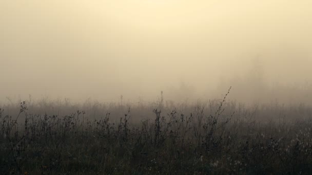 美しい霧の風景の風光明媚な映像 — ストック動画