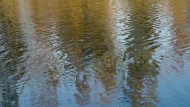 Ήσυχα Πλάνα Από Κυματιστή Επιφάνεια Του Νερού Του Ποταμού — Αρχείο Βίντεο