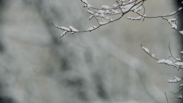 Крупным Планом Сняты Заснеженные Ветви Деревьев Зимой — стоковое видео