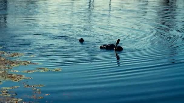 Těsné Záběry Plavání Potápěčů Jezeře — Stock video