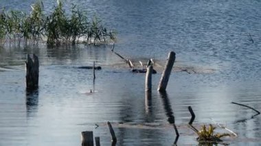 gölde yüzen tüplü dalgıç yakın çekim görüntüleri