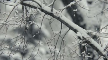 Kış aylarında kar kaplı ağaç dalları yakın çekimler
