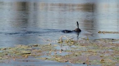 gölde yüzen tüplü dalgıç yakın çekim görüntüleri
