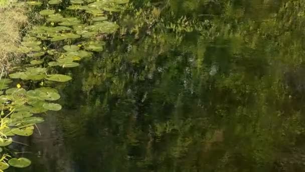 Ruhige Aufnahmen Der Welligen Wasseroberfläche Des Flusses — Stockvideo