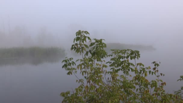 Images Panoramiques Beau Brouillard Sur Lac — Video