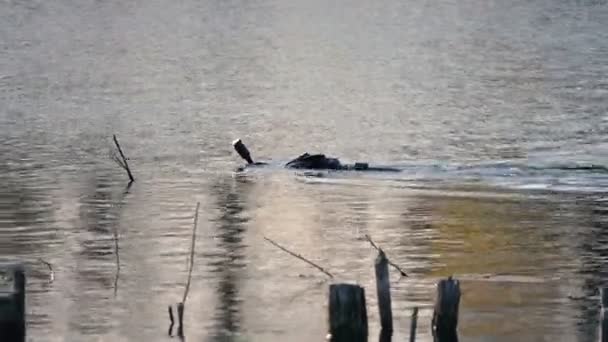 Close Beelden Van Scuba Diver Zwemmen Lake — Stockvideo