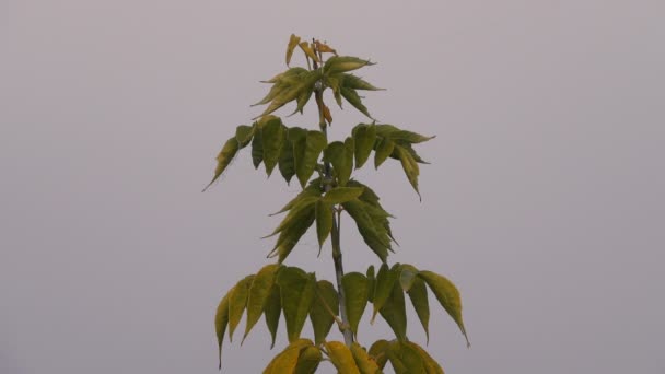 Imágenes Escénicas Rama Del Árbol Sobre Fondo Nublado — Vídeos de Stock