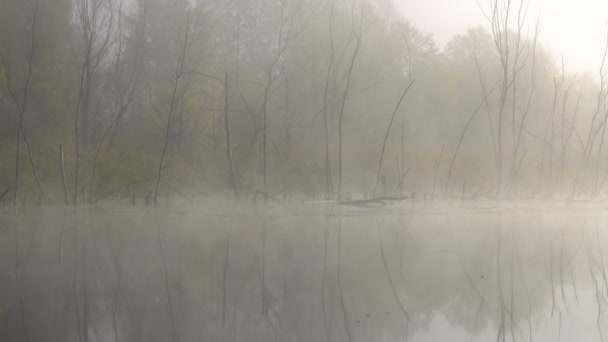 Szenische Aufnahmen Des Schönen Nebels Über Dem See — Stockvideo