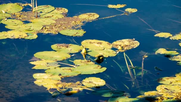 Spokojny Materiał Pięknych Waterlilies Stawie — Wideo stockowe