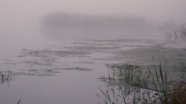 Szenische Aufnahmen Des Schönen Nebels Über Dem See — Stockvideo