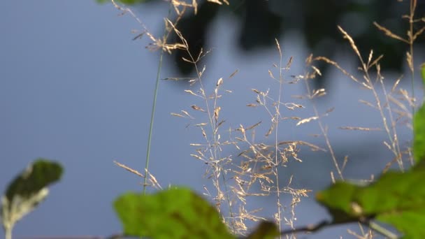 ぼやけた背景に美しい植物の風光明媚な映像 — ストック動画