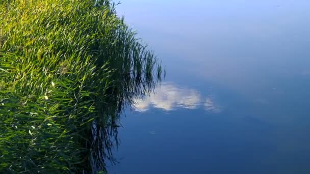 Tranquillo Filmato Della Superficie Ondulata Del Fiume — Video Stock