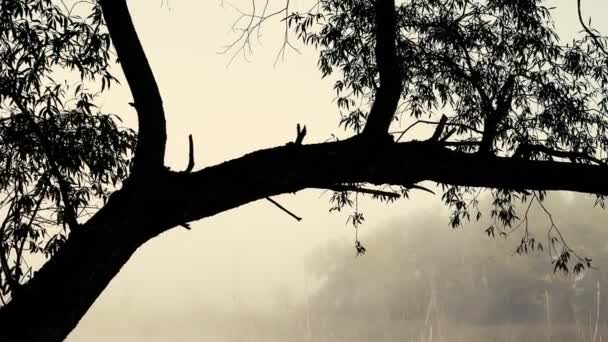 Riprese Panoramiche Una Bella Nebbia Sul Lago — Video Stock