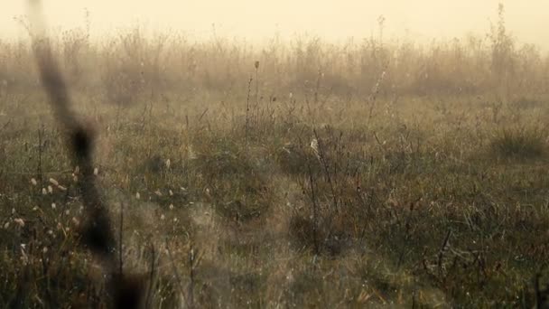 Séquences Scéniques Beau Paysage Brumeux — Video