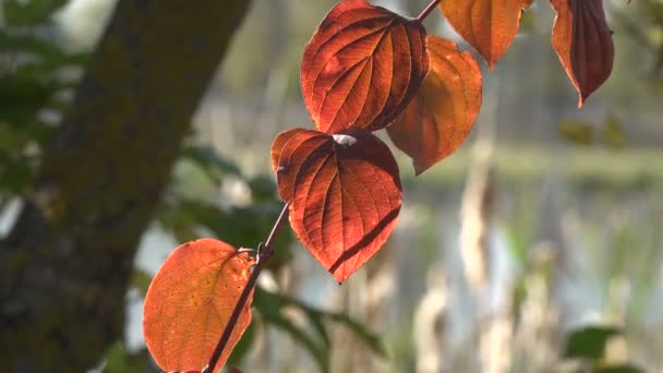 Живописные Кадры Красных Осенних Листьев — стоковое видео