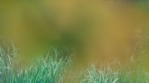 Schilderachtige Beelden Van Het Uitzicht Het Natuurlijke Landschap Door Takken — Stockvideo