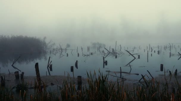 Γραφικά Πλάνα Από Όμορφη Ομίχλη Πάνω Από Λίμνη — Αρχείο Βίντεο