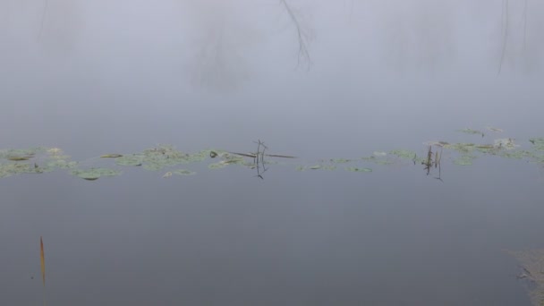Scenic Footage Beautiful Fog Lake — Stock Video