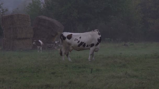 Footage Cow Grazing Green Field — Stock Video