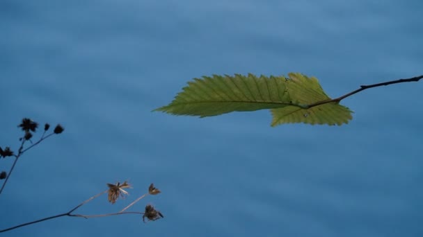 Tranquillo Filmato Della Superficie Ondulata Del Fiume — Video Stock