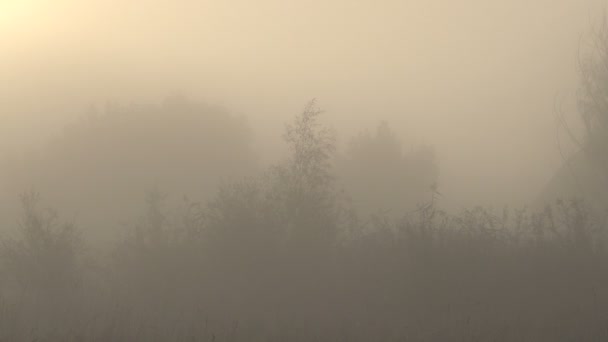 Szenische Aufnahmen Der Schönen Nebligen Landschaft — Stockvideo