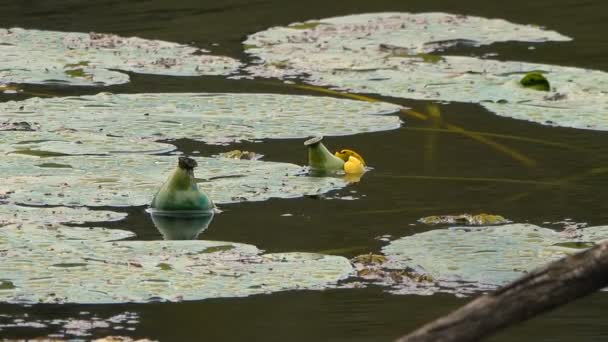 연못에서 아름다운 수련의 고요한 — 비디오