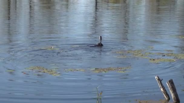 Крупным Планом Снято Водолаз Купается Озере — стоковое видео