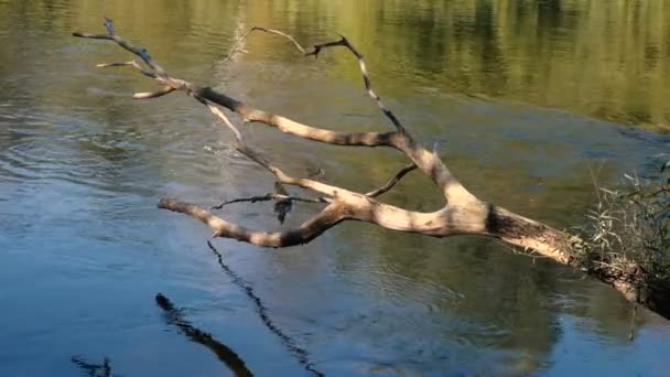 Живописные Кадры Ветвей Деревьев Перед Потоковой Водой — стоковое видео