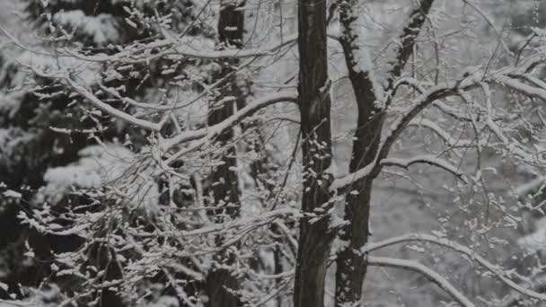 Zbliżenie Pokrytych Śniegiem Gałęzi Drzew Zimą — Wideo stockowe