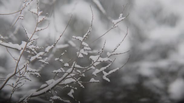 冬の木々の枝に覆われた雪のクローズアップ映像 — ストック動画