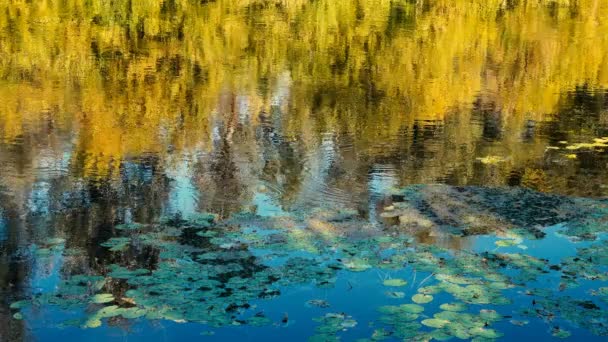 Ruhige Aufnahmen Von Schönen Seerosen Teich — Stockvideo